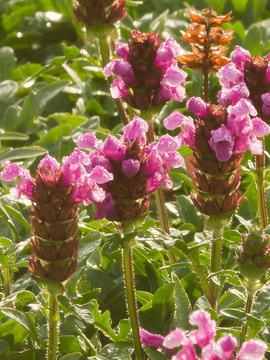 Prunella grandiflora Gruss aus Isernhagen